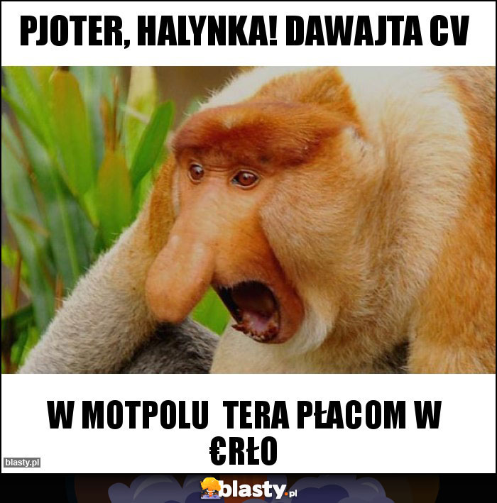 PJOTER, HALYNKA! DAWAJTA CV