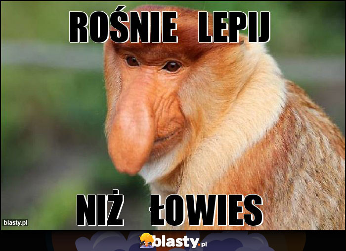 Rośnie   lepij