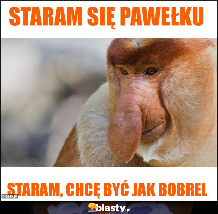 Staram się pawełku