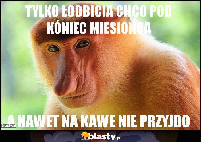 Tylko łodbicia chco pod kóniec miesionca