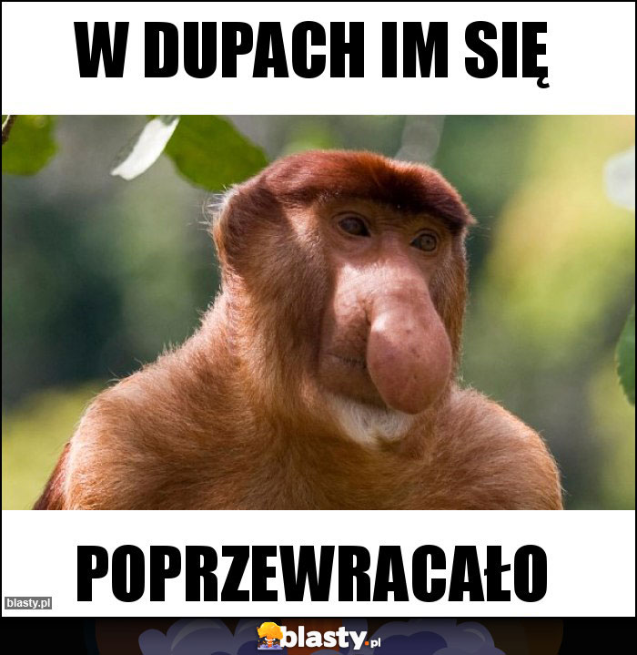 W dupach im się