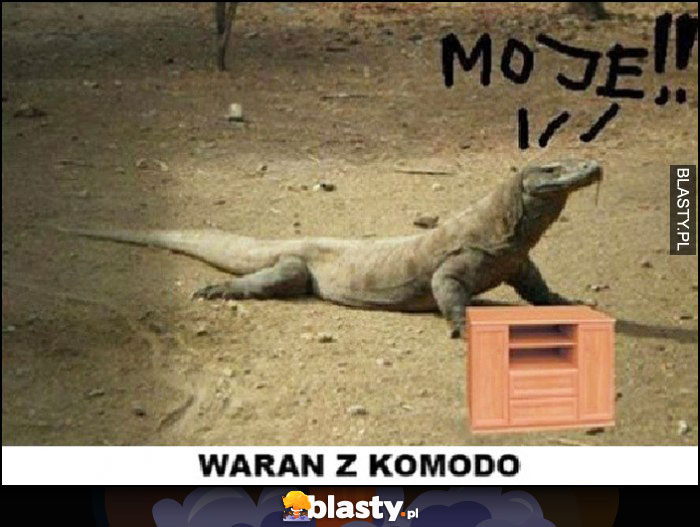 Waran z Komodo z komodą