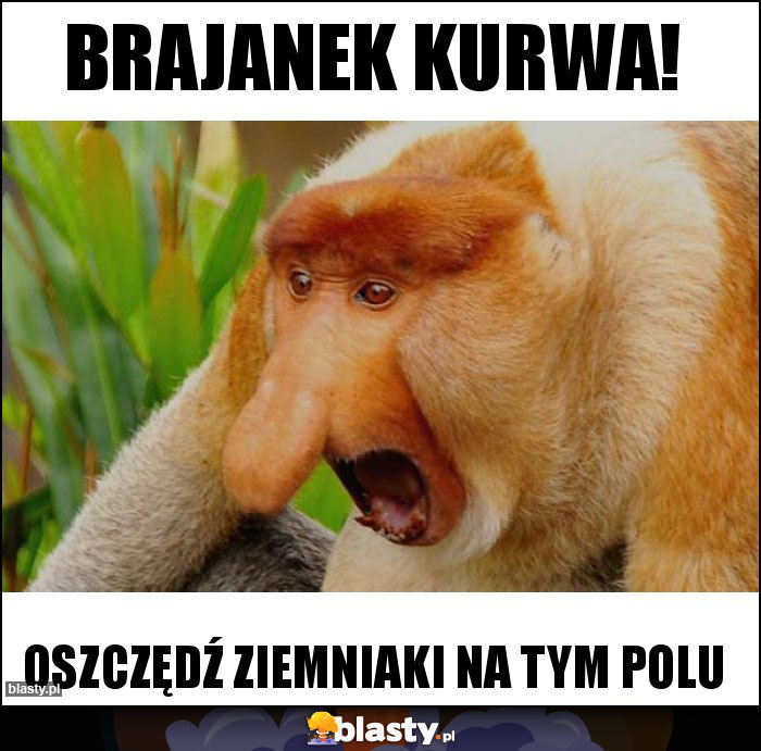 Brajanek kurwa!