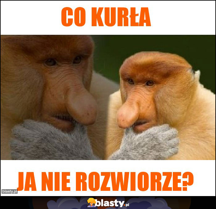 Co kurła