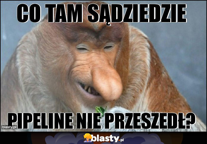 CO TAM SĄDZIEDZIE