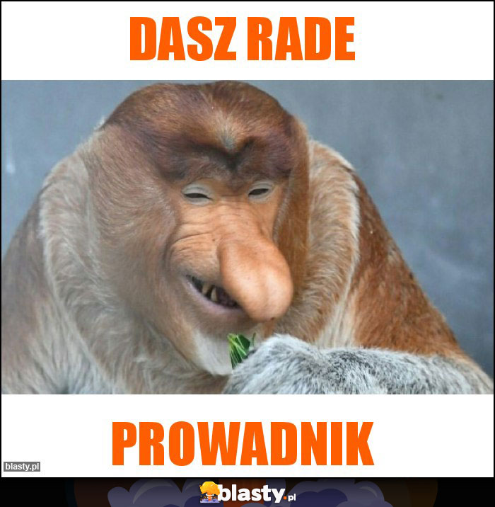 Dasz rade