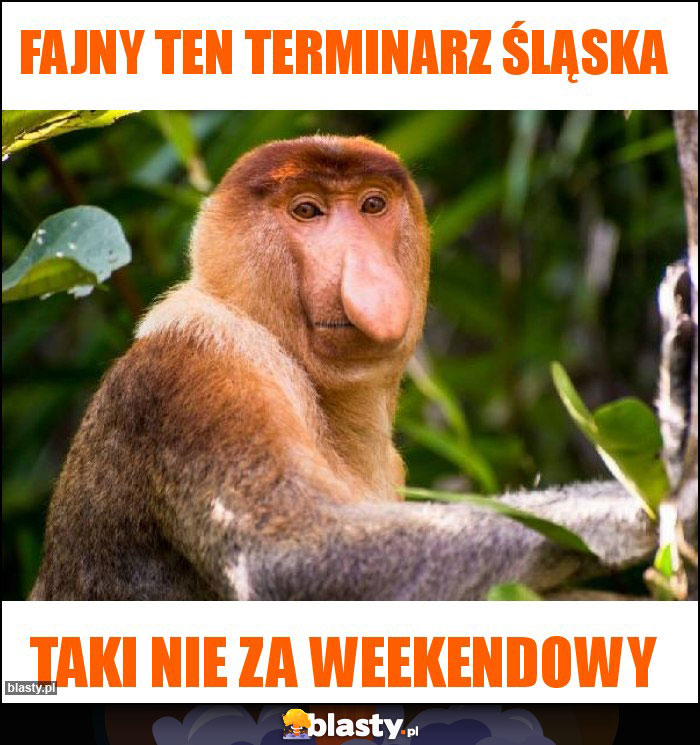 FAJNY TEN TERMINARZ ŚLĄSKA