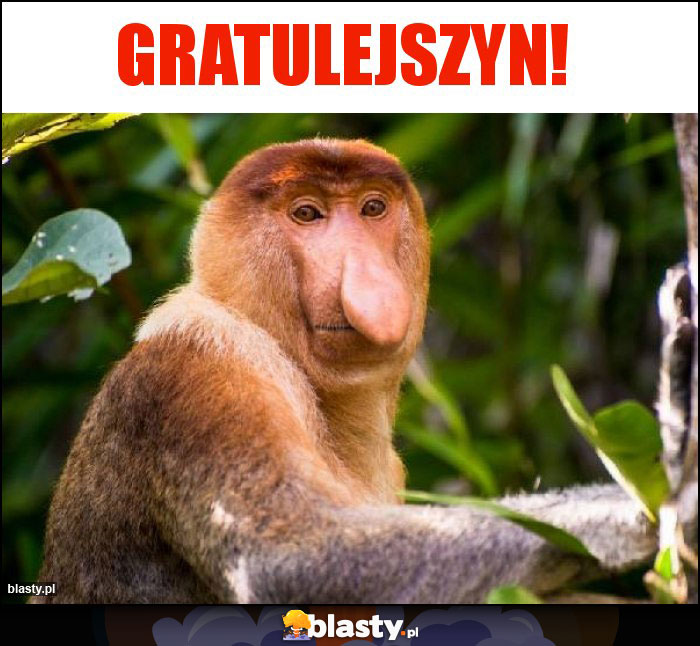 Gratulejszyn!