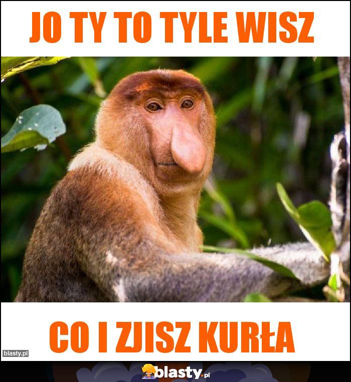 Jo Ty to tyle wisz