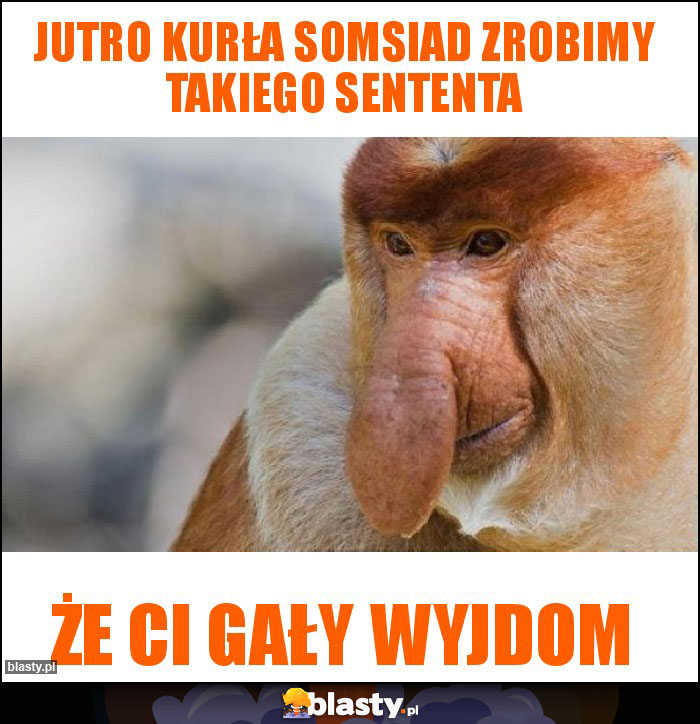 Jutro kurła somsiad zrobimy takiego sententa