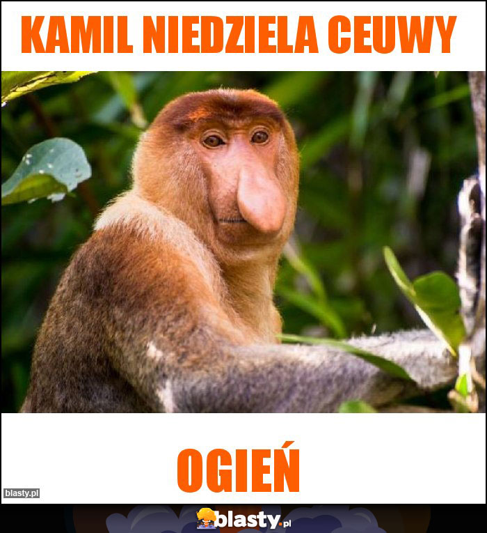 Kamil niedziela ceuwy