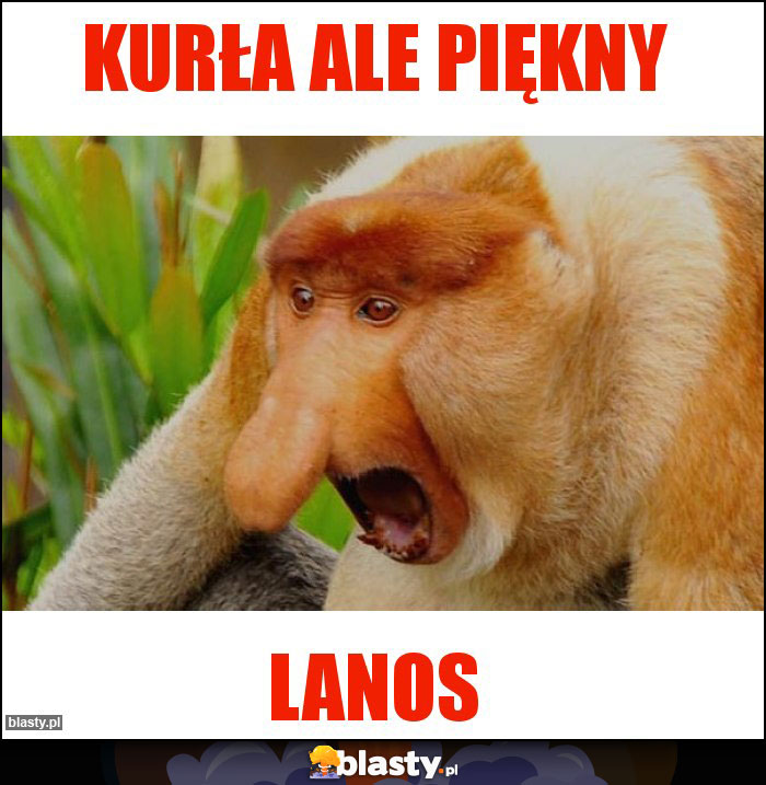 Kurła ale piękny