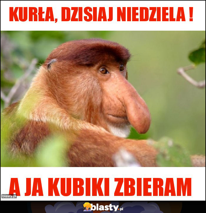 kurła, dzisiaj niedziela !