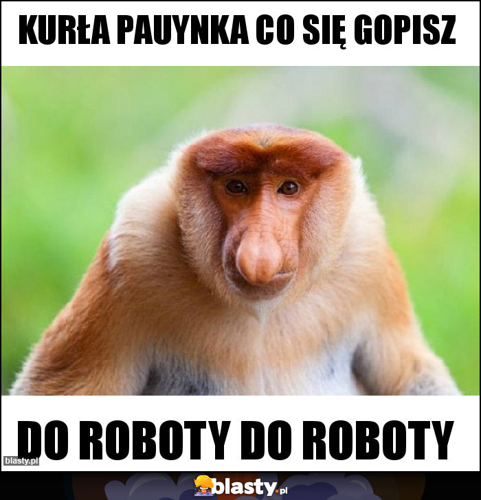 kurła Pauynka co się gopisz