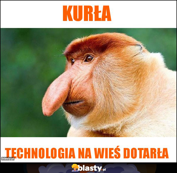 Kurła