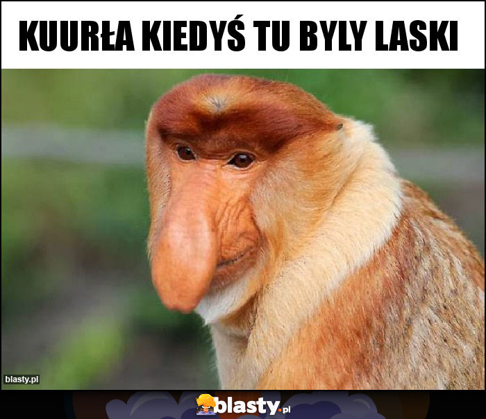 Kuurła kiedyś tu byly laski