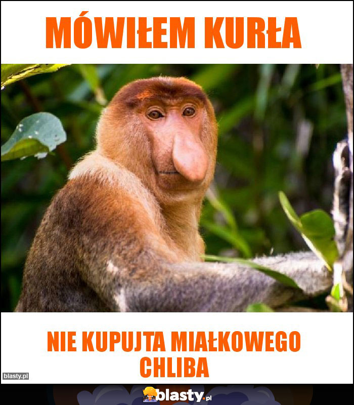 mówiłem kurła