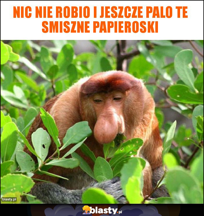 nic nie robio i jeszcze palo te smiszne papieroski