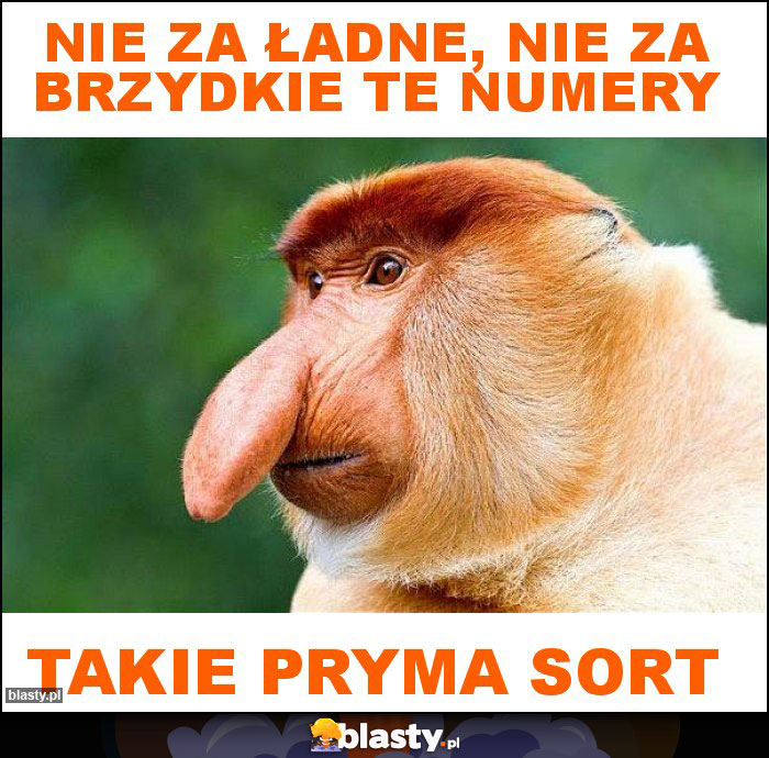 Nie za ładne, nie za brzydkie te numery