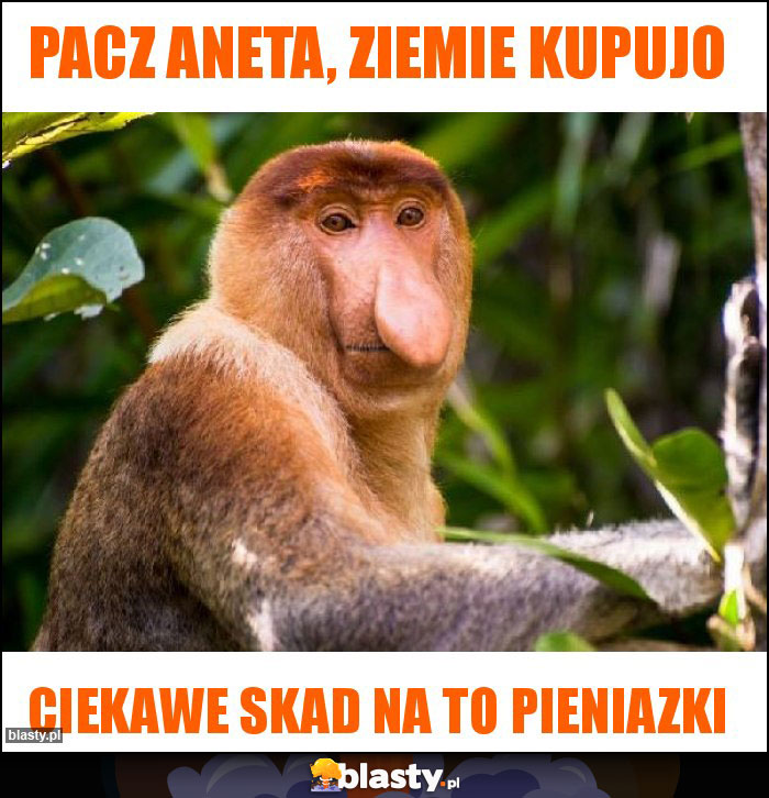 Pacz Aneta, ziemie kupujo