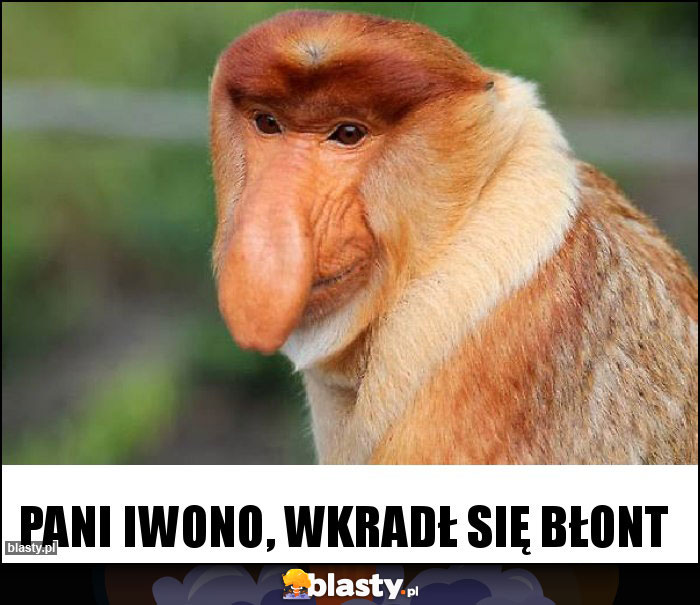 Pani Iwono, wkradł się błont