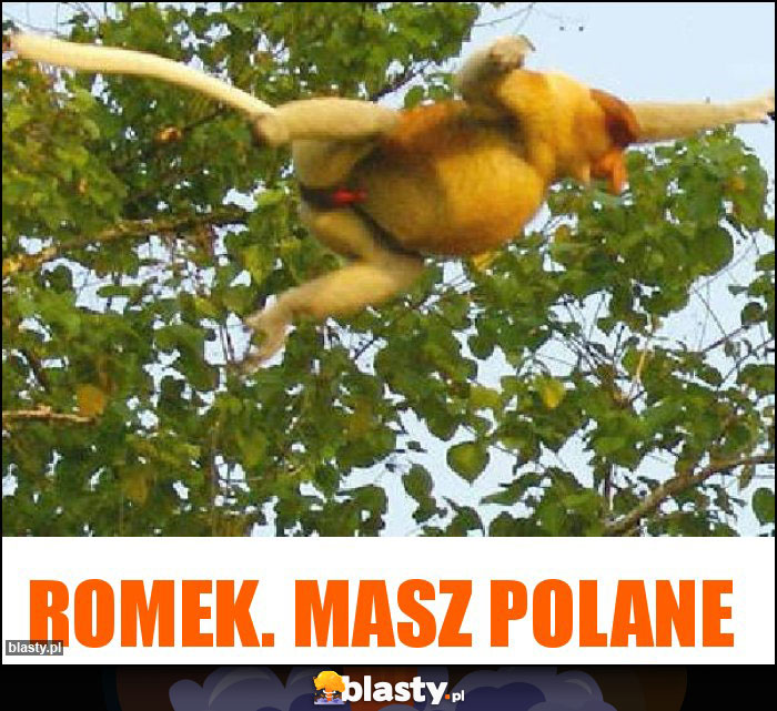 Romek. Masz polane