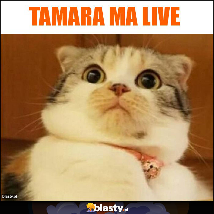 tamara ma live