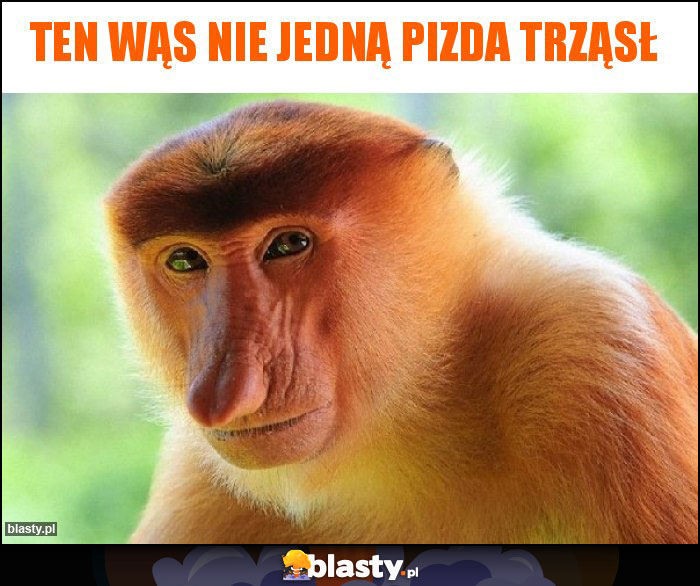 Ten wąs nie jedną pizda trząsł