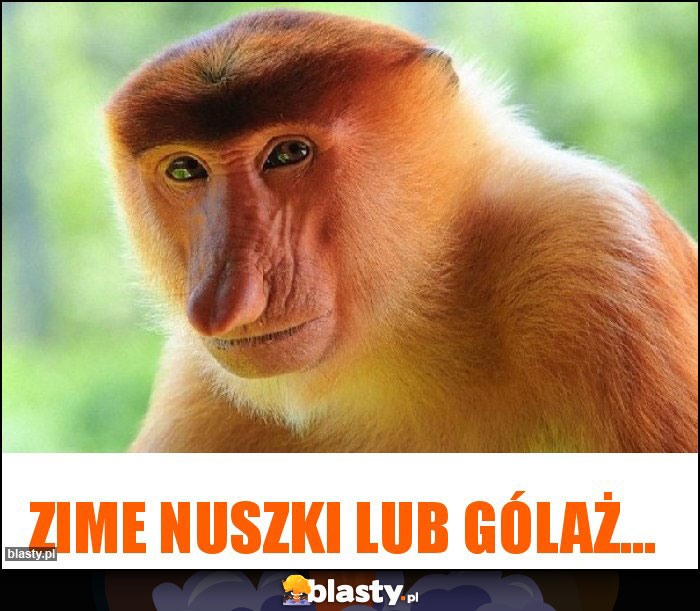 Zime nuszki lub gólaż...