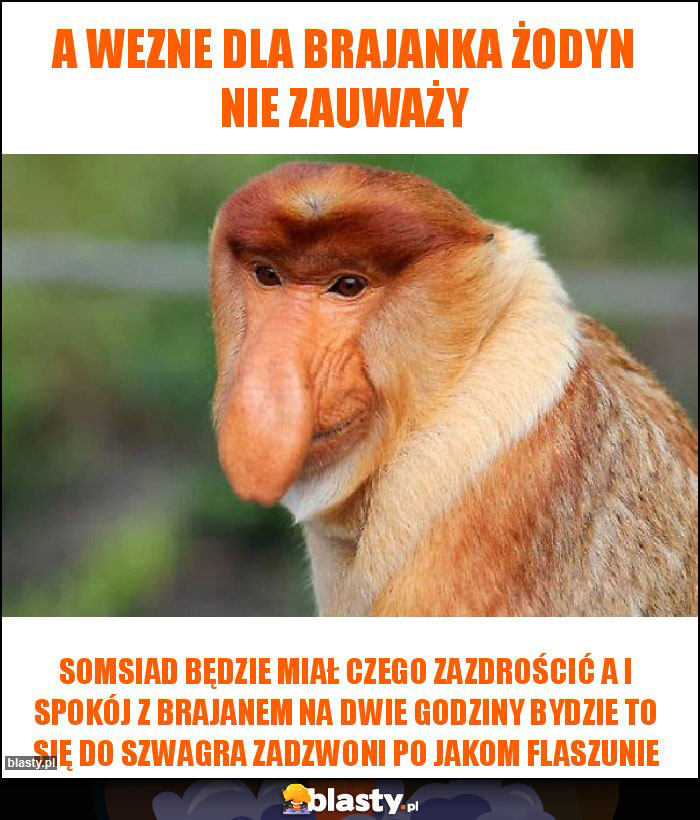 A wezne dla brajanka żodyn nie zauważy