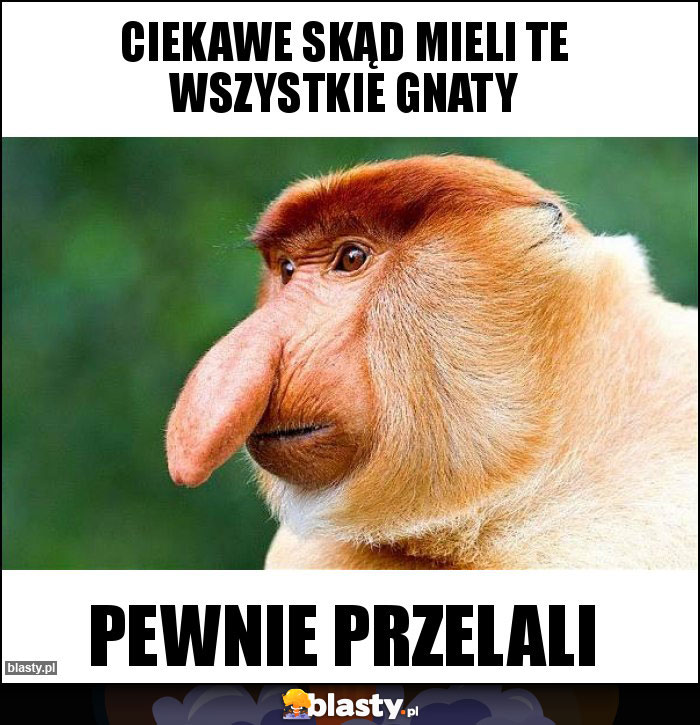 CIekawe skąd mieli te wszystkie gnaty