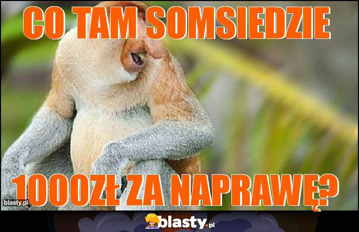 Co tam somsiedzie