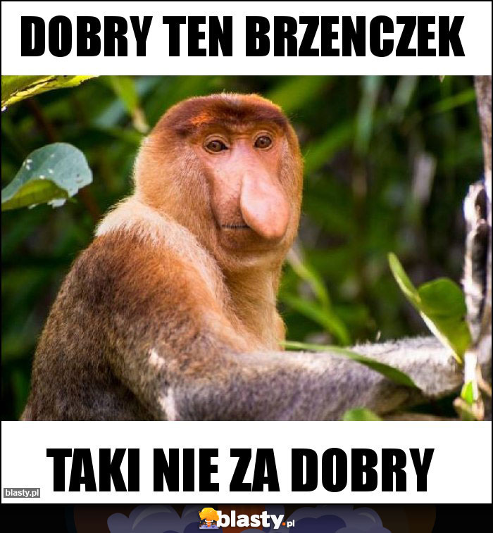 Dobry ten Brzenczek