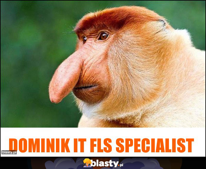 Dominik it fls specialist