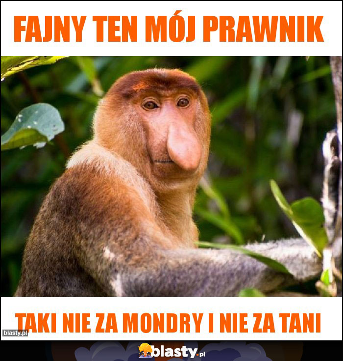 Fajny ten mój prawnik