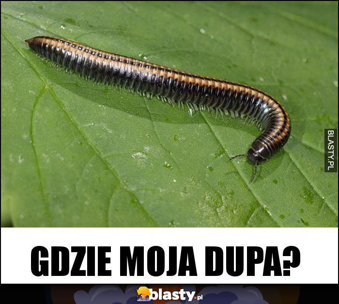 Gdzie moja dupa?