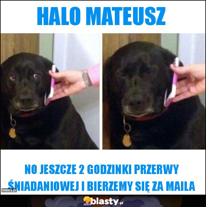 Halo Mateusz