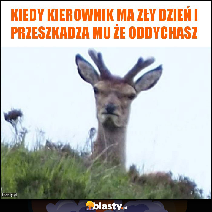 Kiedy kierownik ma zły dzień i przeszkadza mu że oddychasz