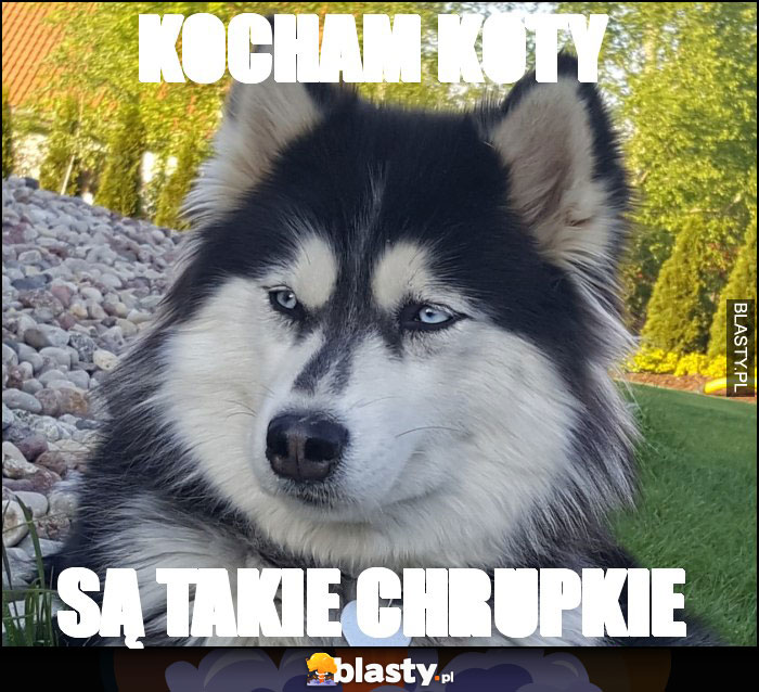 Kocham koty