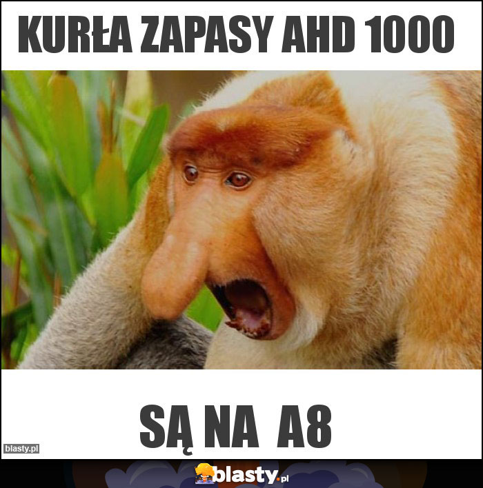 Kurła zapasy ahd 1000