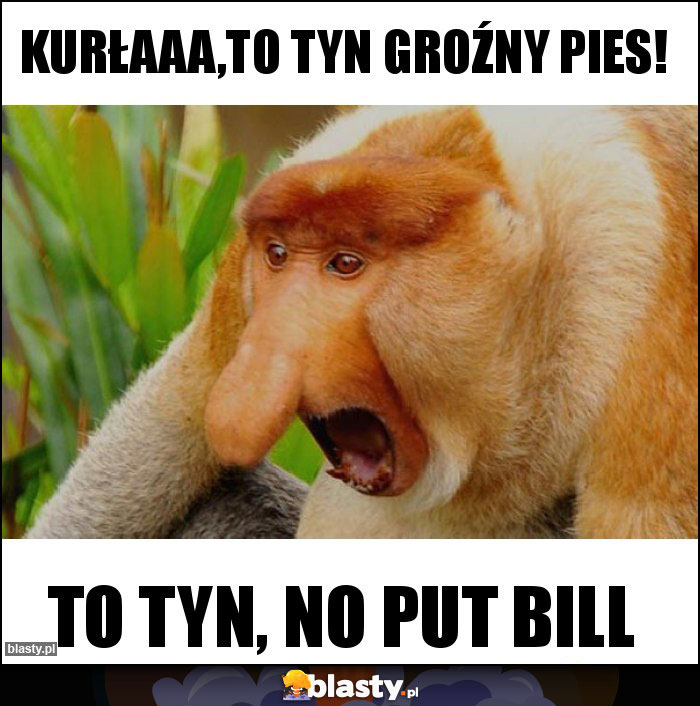 Kurłaaa,to tyn groźny pies!