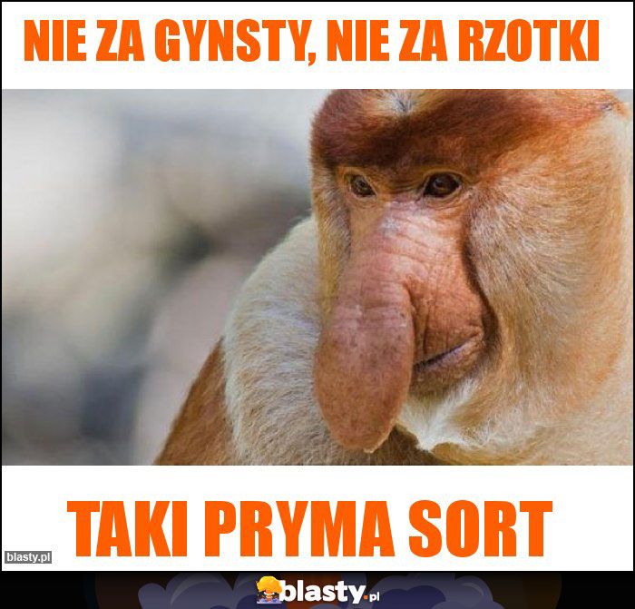 Nie za gynsty, nie za rzotki