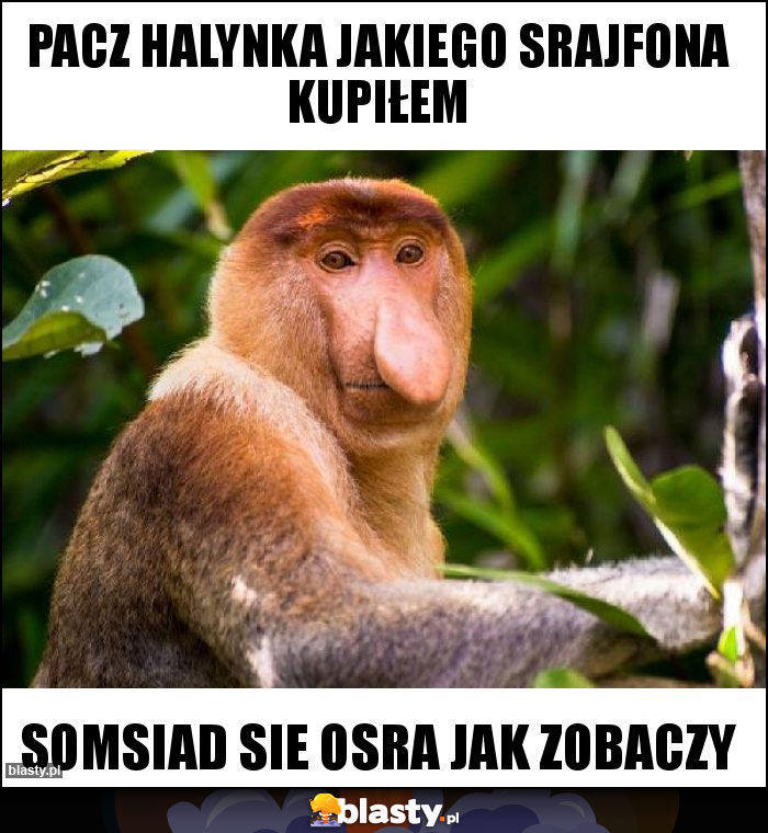 Pacz Halynka jakiego srajfona kupiłem