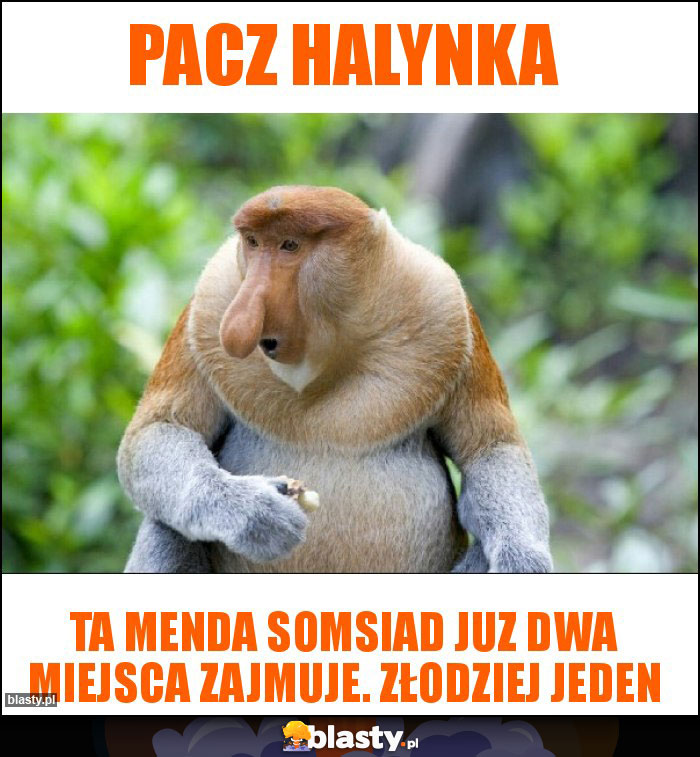 Pacz halynka