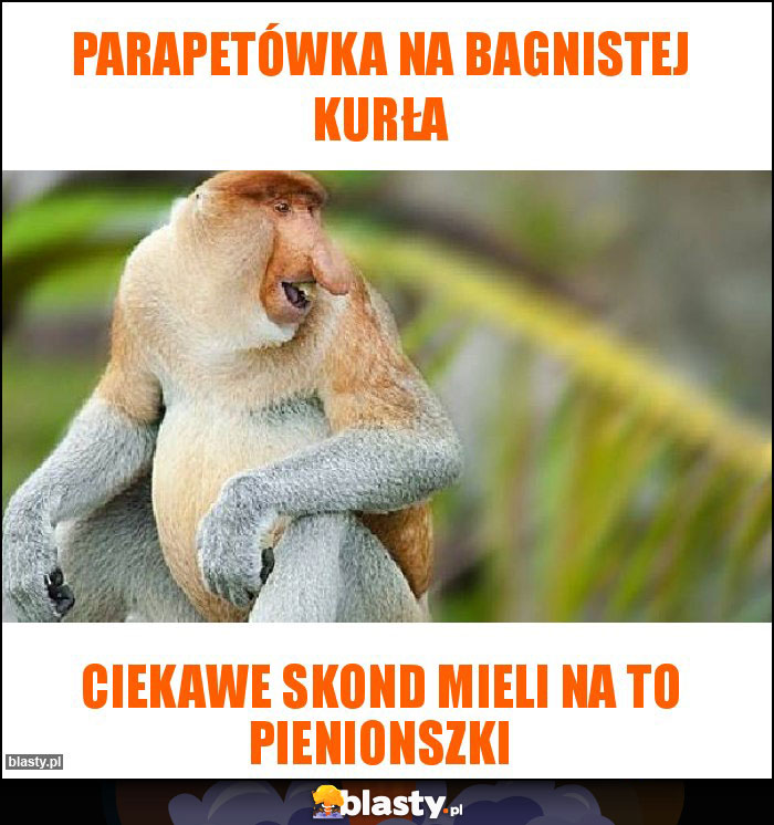 Parapetówka na bagnistej kurła