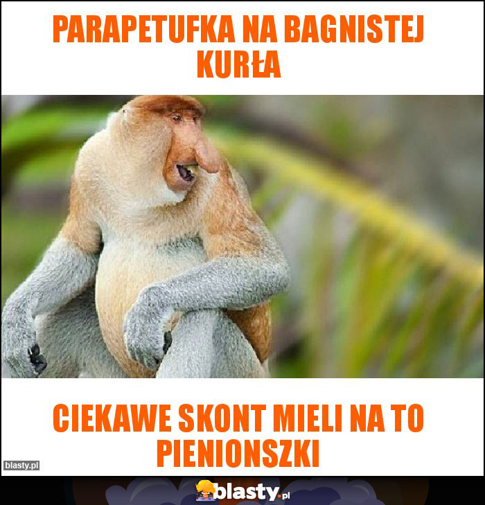 Parapetufka na bagnistej kurła