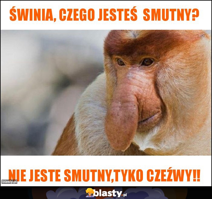 Świnia, czego jesteś  smutny?