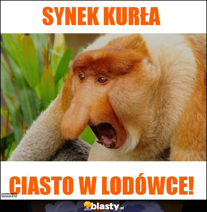 Synek kurła