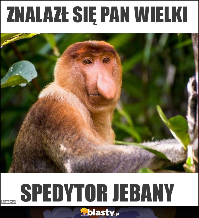 Znalazł się Pan wielki