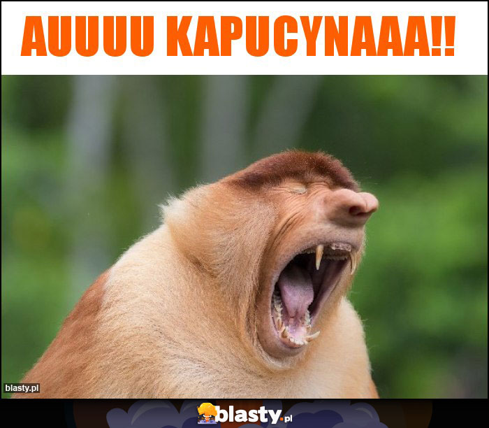 Auuuu kapucynaaa!!